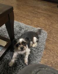 Lost Female Dog last seen Bertwood, Houston, TX 77016