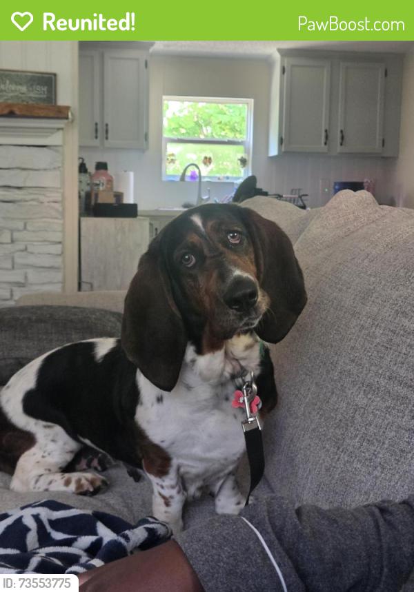 Reunited Female Dog last seen Near Iron Weed Dr, McLeansville, NC 27301
