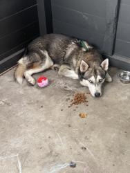 Lost Male Dog last seen Near Fletcher AveFort Worth, TX 76107United States, Fort Worth, TX 76107