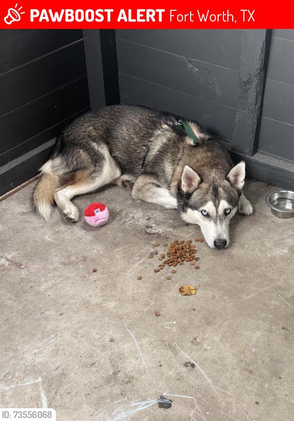 Lost Male Dog last seen Near Fletcher AveFort Worth, TX 76107United States, Fort Worth, TX 76107