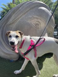 Reunited Female Dog last seen Michigan and Orange Avenue, Orlando, FL 32806