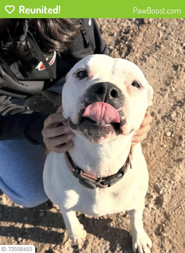 Reunited Female Dog last seen Bryan and Mckinley Ave, Fresno, CA 93723