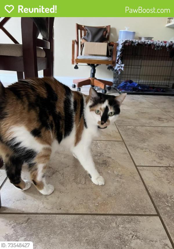 Reunited Female Cat last seen Beaucaire and Woodlawn, Warson Woods, MO 63122
