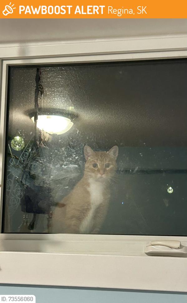 Found/Stray Unknown Cat last seen 17th ave E, Regina, SK 