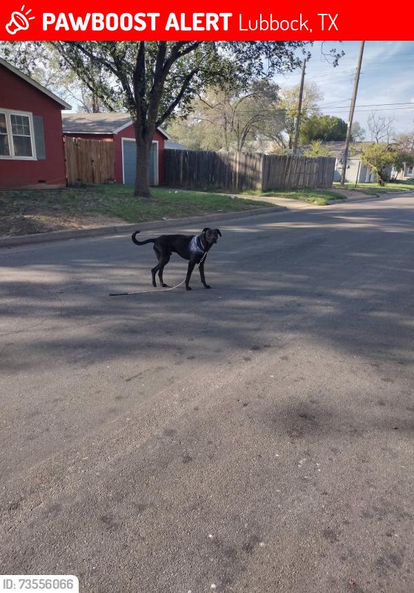 Lost Male Dog last seen 36th and canton, Lubbock, TX 79413