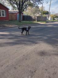 Lost Male Dog last seen 36th and canton, Lubbock, TX 79413