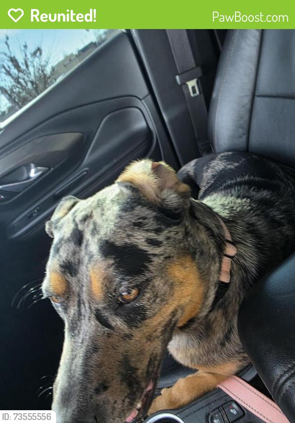 Reunited Female Dog last seen Beech Drive, Rogers, AR 72756