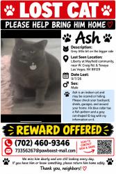 Lost Male Cat last seen W Craig Rd & tenaya/ Alexander area, Las Vegas, NV 89129