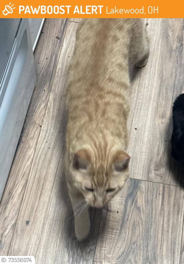 Found/Stray Male Cat last seen He was one another property in a corner curled up, Lakewood, OH 44107