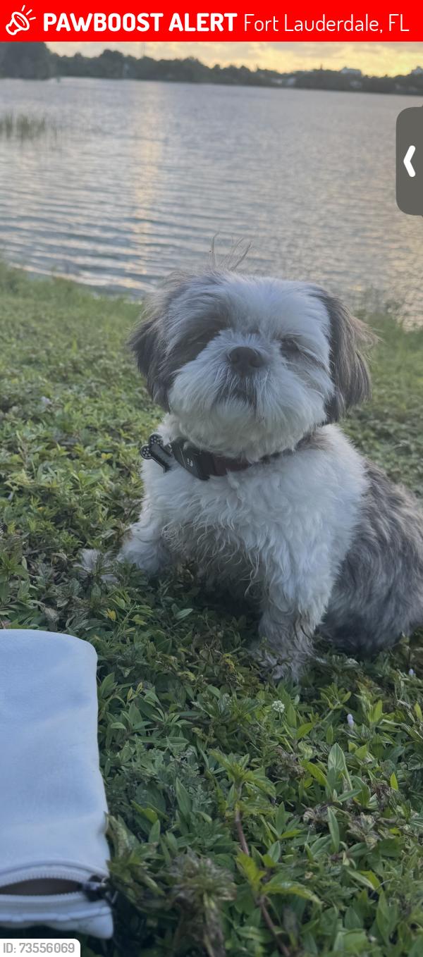 Lost Female Dog last seen Near griffin road, Fort Lauderdale, FL 33312