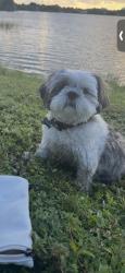Lost Female Dog last seen Near griffin road, Fort Lauderdale, FL 33312