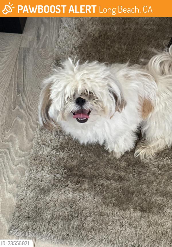 Found/Stray Male Dog last seen Cherry And warlow, Long Beach, CA 90807