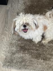Found/Stray Male Dog last seen Cherry And warlow, Long Beach, CA 90807