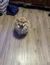 Lost Male Dog last seen Bruckner Blvd, The Bronx, NY 10473