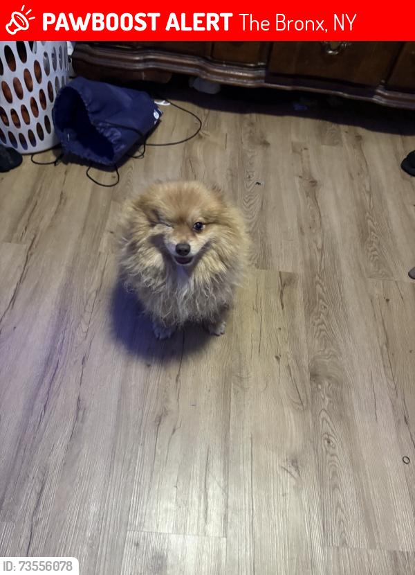 Lost Male Dog last seen Bruckner Blvd, The Bronx, NY 10473