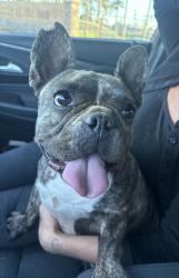 Found/Stray Female Dog last seen Palo Verde & East Southern Avenue, Mesa, Az, Usa, Mesa, AZ 85208