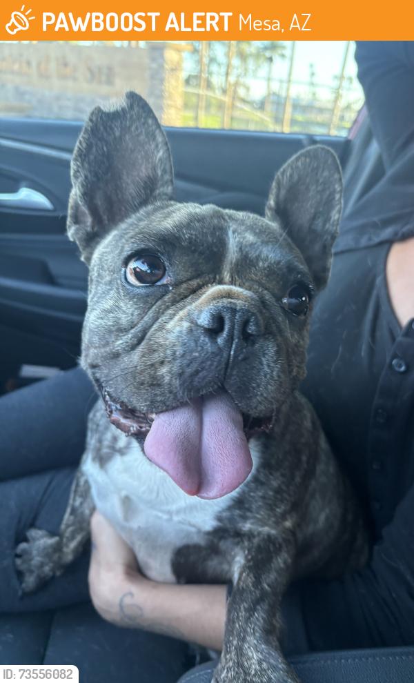 Found/Stray Female Dog last seen Palo Verde & East Southern Avenue, Mesa, Az, Usa, Mesa, AZ 85208