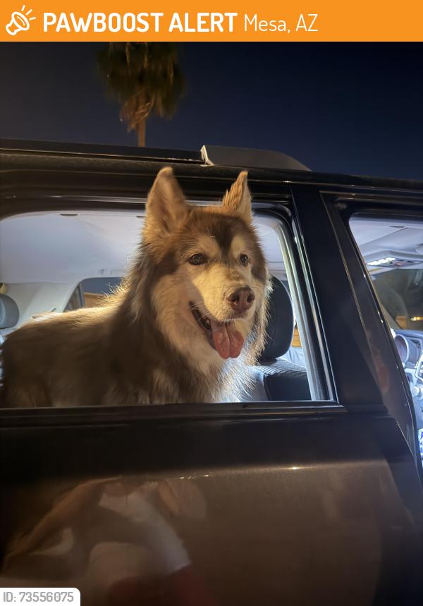 Found/Stray Unknown Dog last seen Gilbert and baseline road, Mesa, AZ 85201