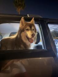 Found/Stray Unknown Dog last seen Gilbert and baseline road, Mesa, AZ 85201