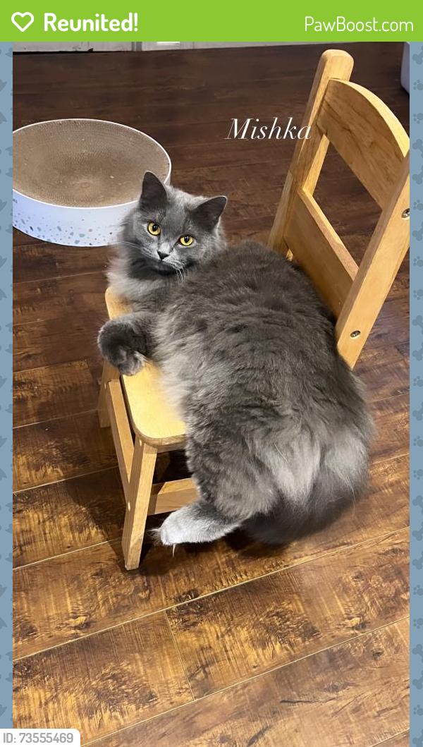 Reunited Female Cat last seen Potenza Pl, Rancho Cucamonga, CA, USA, Rancho Cucamonga, CA 91701