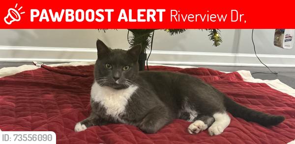 Lost Male Cat last seen Route 272 Denver/ Adamstown area, Denver, PA 17517