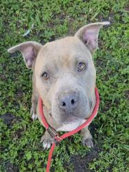 Shelter Stray Female Dog last seen Near BLOCK NW 27 AV, POMPANO BEACH FL 33069, 2400 SW 42nd St, Fort Lauderdale, FL 33312, USA