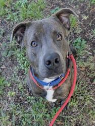 Shelter Stray Male Dog last seen Near BLOCK LAKESIDE DR, MARGATE FL 33063, 2400 SW 42nd St, Fort Lauderdale, FL 33312, USA