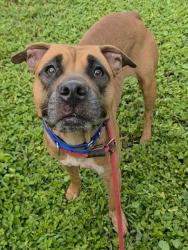 Shelter Stray Female Dog last seen Near BLOCK E DAYTON CIR, FORT LAUDERDALE FL 33312, 2400 SW 42nd St, Fort Lauderdale, FL 33312, USA