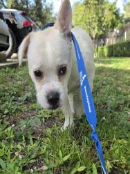 Shelter Stray Male Dog last seen Near BLOCK FILLMORE ST, HOLLYWOOD FL 33021, 2400 SW 42nd St, Fort Lauderdale, FL 33312, USA