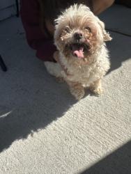 Reunited Unknown Dog last seen Bethlehem, GA, USA, Bethlehem, GA 30620