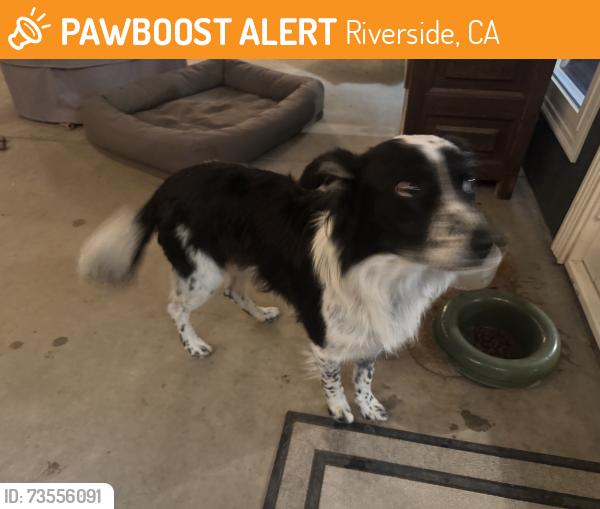 Found/Stray Male Dog last seen Mary st and Victoria Ave, Riverside, CA 92506