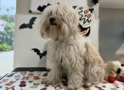 Shelter Stray Female Dog last seen , 957 N Gaffey St, San Pedro, CA 90731, USA