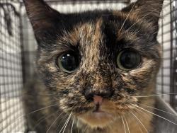 Shelter Stray Female Cat last seen , 957 N Gaffey St, San Pedro, CA 90731, USA