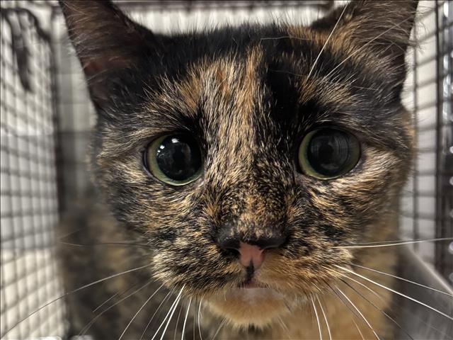 Shelter Stray Female Cat last seen , 957 N Gaffey St, San Pedro, CA 90731, USA