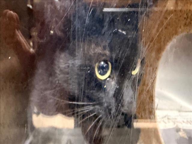 Shelter Stray Male Cat last seen , 957 N Gaffey St, San Pedro, CA 90731, USA
