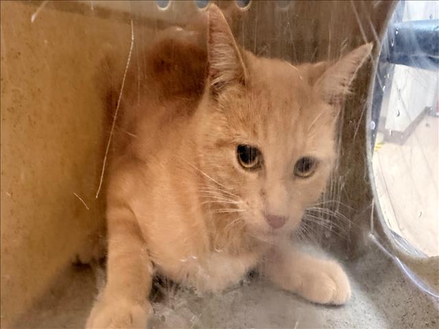 Shelter Stray Female Cat last seen , 957 N Gaffey St, San Pedro, CA 90731, USA