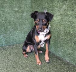 Shelter Stray Male Dog last seen , 5210 W Ave I, Lancaster, CA 93536, USA