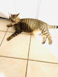 Lost Male Cat last seen Ina/Meredith, Tucson, AZ 85741