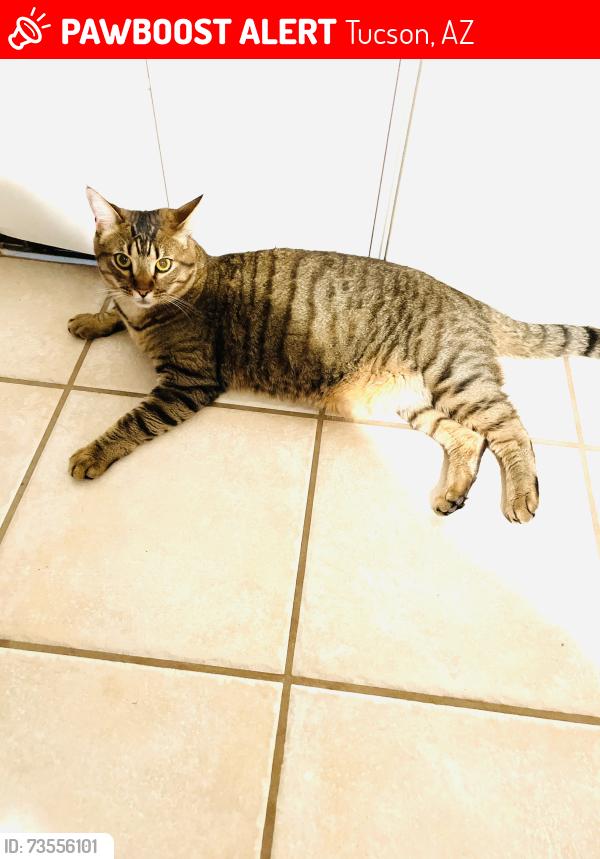 Lost Male Cat last seen Ina/Meredith, Tucson, AZ 85741
