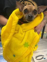 Shelter Stray Male Dog last seen , 14409 Vanowen St, Van Nuys, CA 91405, USA