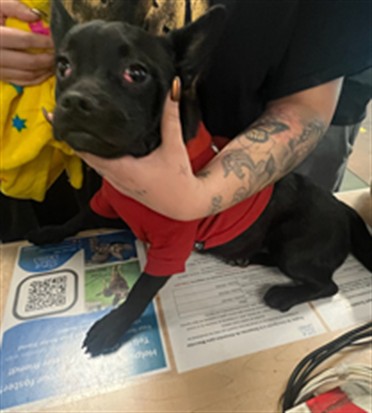 Shelter Stray Female Dog last seen , 14409 Vanowen St, Van Nuys, CA 91405, USA