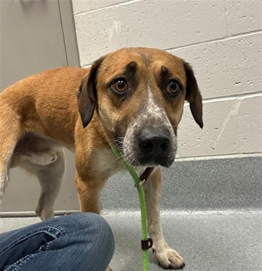 Shelter Stray Male Dog last seen Near, 5001 E Raymond St, Indianapolis, IN 46203, USA