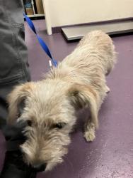 Shelter Stray Female Dog last seen Near BLOCK BLCK STUDEBAKER RD, LONG BEACH, CA 90815, 7700 E Spring St, Long Beach, CA 90815, USA