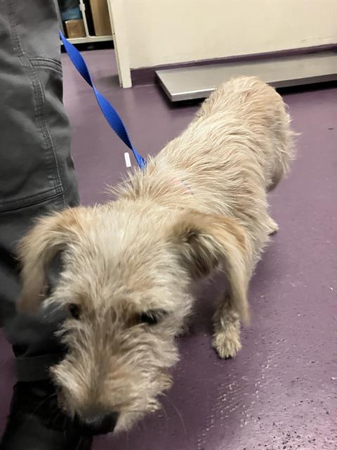 Shelter Stray Female Dog last seen Near BLOCK BLCK STUDEBAKER RD, LONG BEACH, CA 90815, 7700 E Spring St, Long Beach, CA 90815, USA