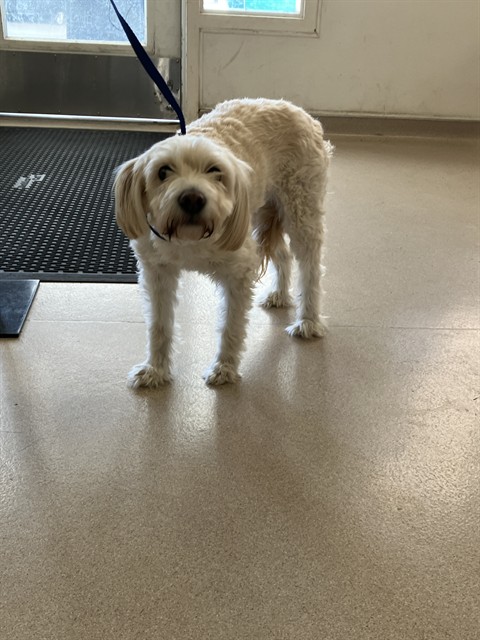Shelter Stray Female Dog last seen Near BLOCK BLCK E KINMOUNT ST, LONG BEACH, CA 90808, 7700 E Spring St, Long Beach, CA 90815, USA