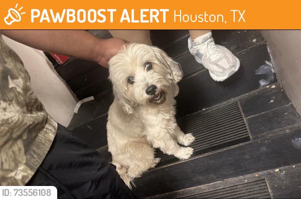 Found/Stray Unknown Dog last seen Near long point, Houston, TX 77055