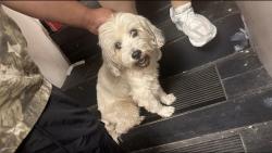 Found/Stray Unknown Dog last seen Near long point, Houston, TX 77055
