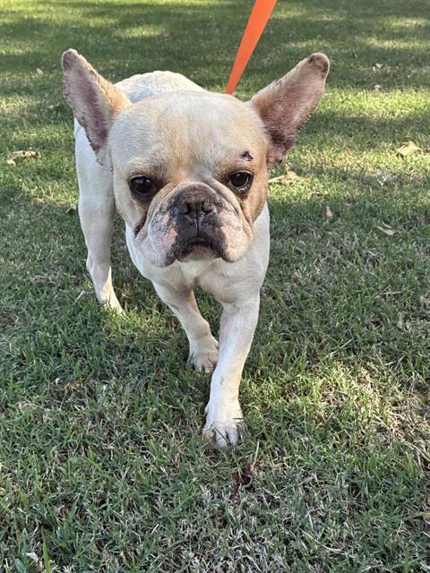 Shelter Stray Unknown Dog last seen Near BLOCK UNION CIR, OKLAHOMA CITY OK 73135, 2811 SE 29th St, Oklahoma City, OK 73129, USA