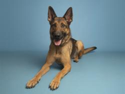 Shelter Stray Male Dog last seen MCLINTOK/US-60, 5501 E Van Buren St, Phoenix, AZ 85008, USA
