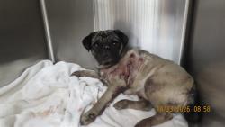 Shelter Stray Male Dog last seen 107TH AVE / SOUTHERN, 5501 E Van Buren St, Phoenix, AZ 85008, USA